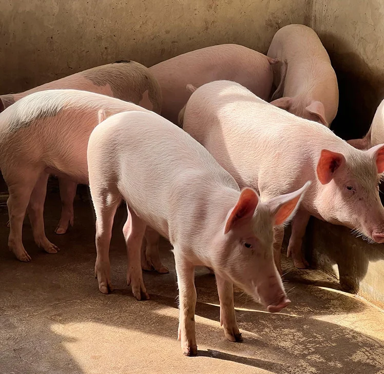 Market-ready pigs at the farm
